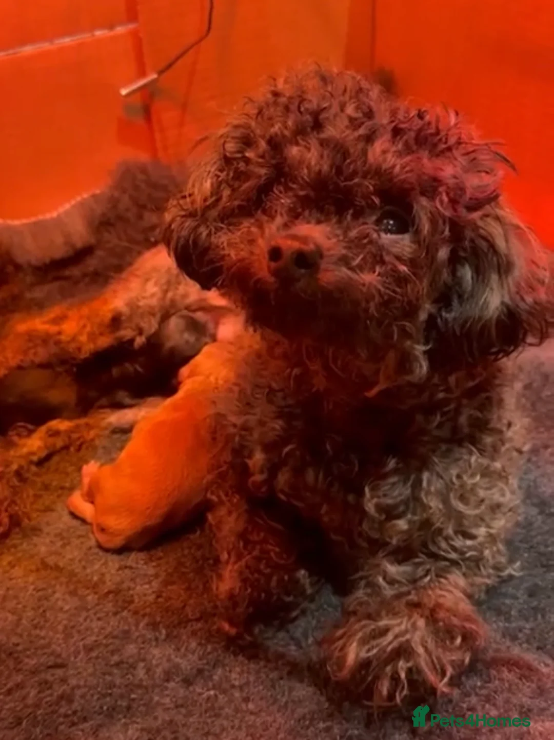 Toy Poodle dogs for sale: 100% Asian Toy Poodles 🐩🐩 - Structure & Colour - Advert 6