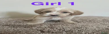 Maltipoo 4