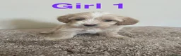 Maltipoo dogs for sale: Six beautiful maltipoo puppies - Advert 5