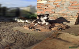 Mixed Breed dogs for adoption: 💙🐶 BENNY 🐶💙 - Image 14