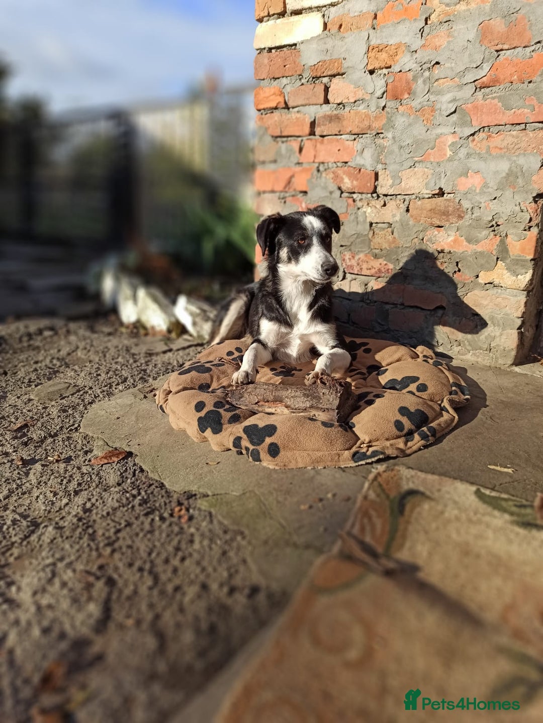 Mixed Breed dogs for adoption: 💙🐶 BENNY 🐶💙 - Image 14