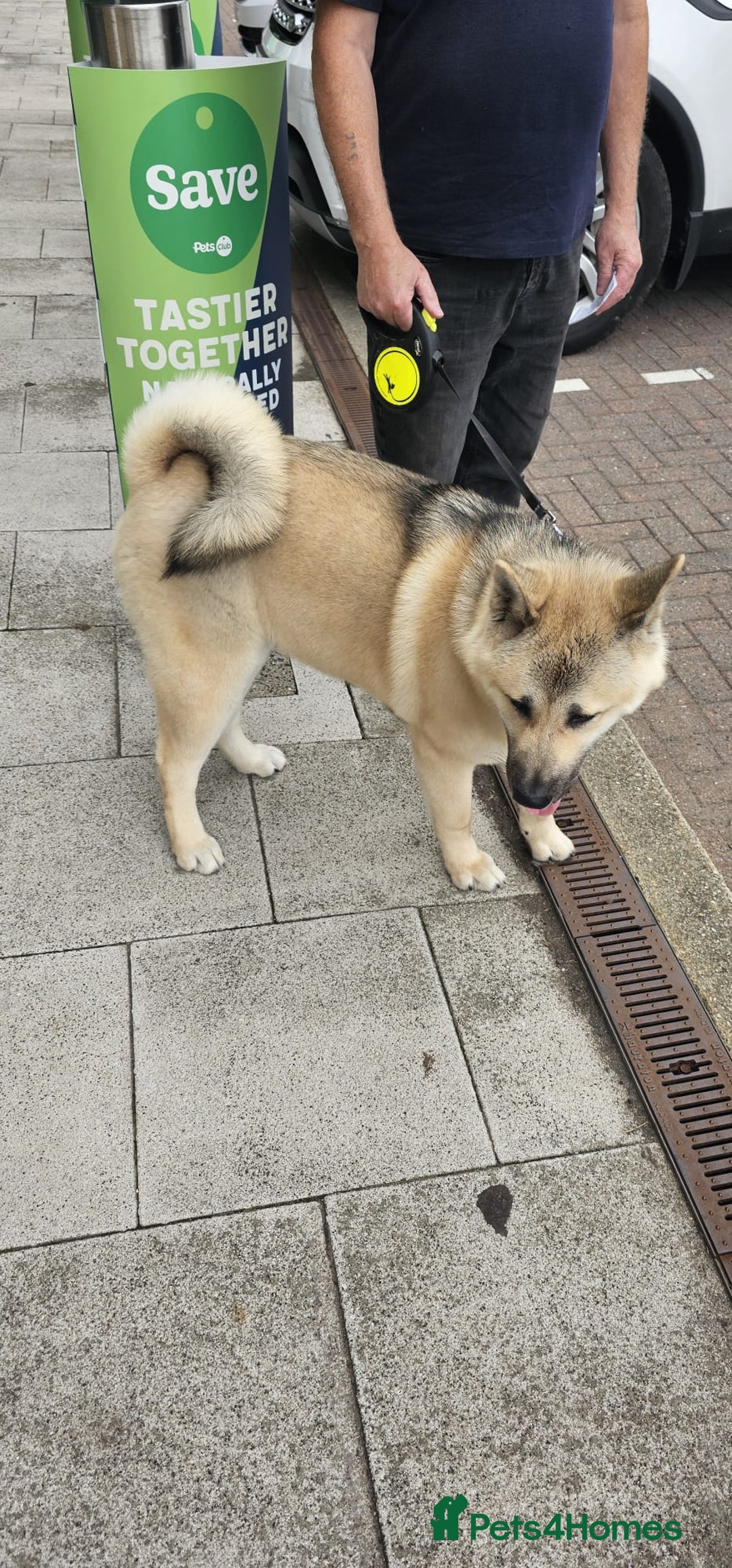 Akita dogs for sale: Male American akita 8 months - Image 3