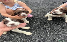 Sprocker dogs for sale: Beautiful Sprocker Puppies  - Image 4