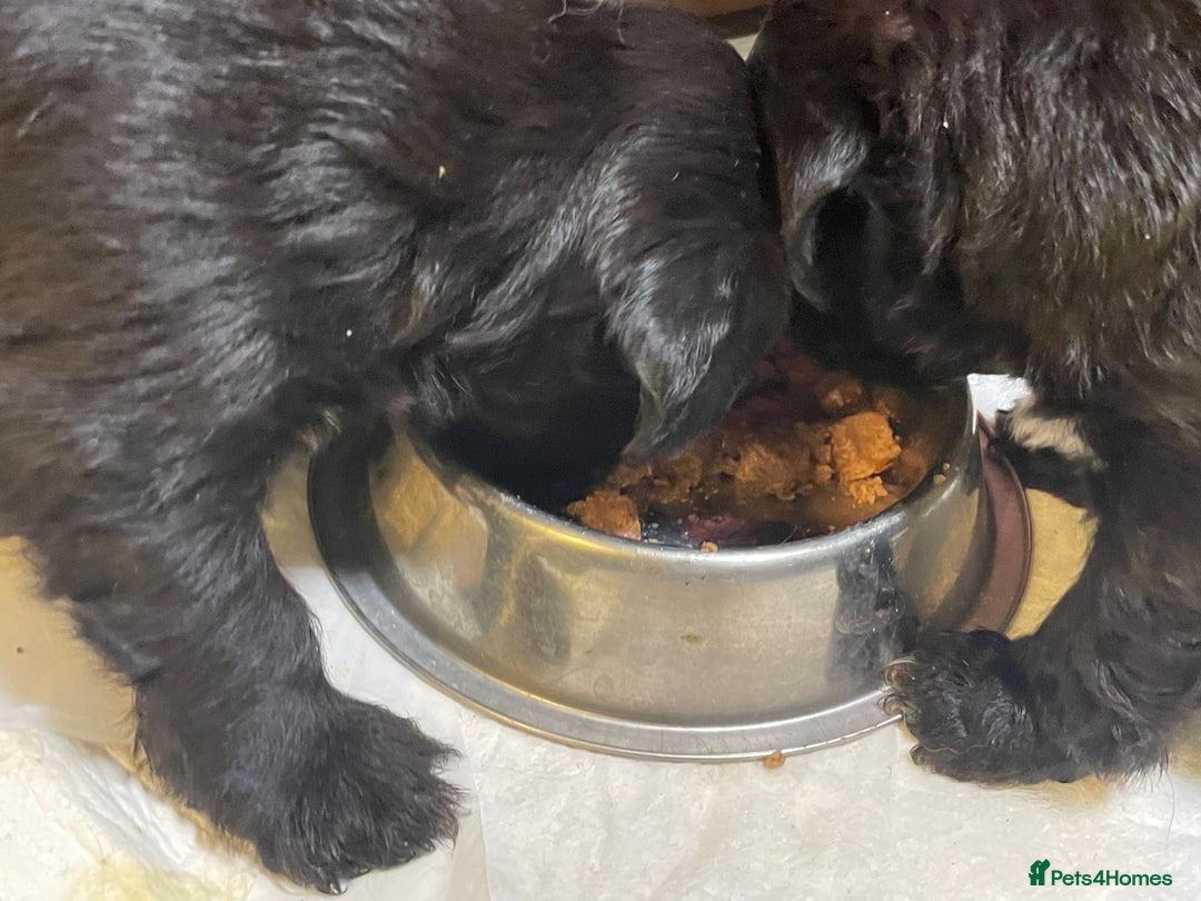 Mixed Breed dogs for sale: Stunning Sproodle x Shih Tzu pups ready 26/1 - Advert 15