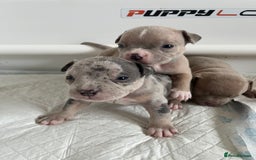 American Bull Staffy dogs for sale: 10 pocket bully - Advert 16
