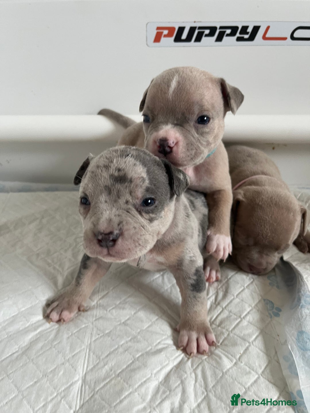 American Bull Staffy dogs for sale: 10 pocket bully - Advert 16