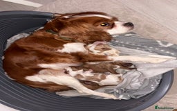 Cavapoo dogs for sale: Adorable F1b Cavapoos  - Image 2