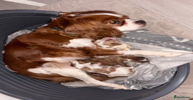 Cavapoo dogs Adorable F1b Cavapoos  - Advert 4