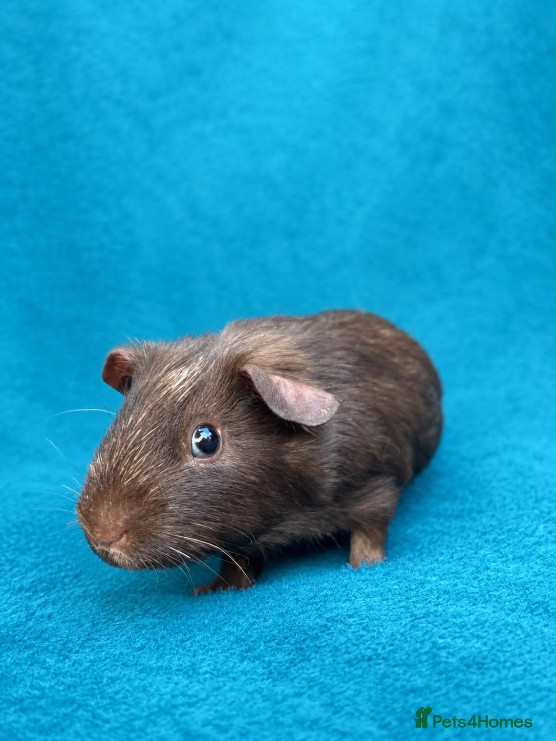 Guinea Pig rodents Beautiful Guinea Pigs available  - Advert 1