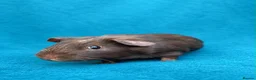 Guinea Pig rodents for sale: Beautiful Guinea Pig boars available  - Advert 7