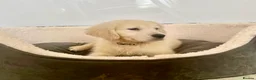 Golden Retriever dogs for sale: Stunning English cream golden retriever puppies - Advert 1