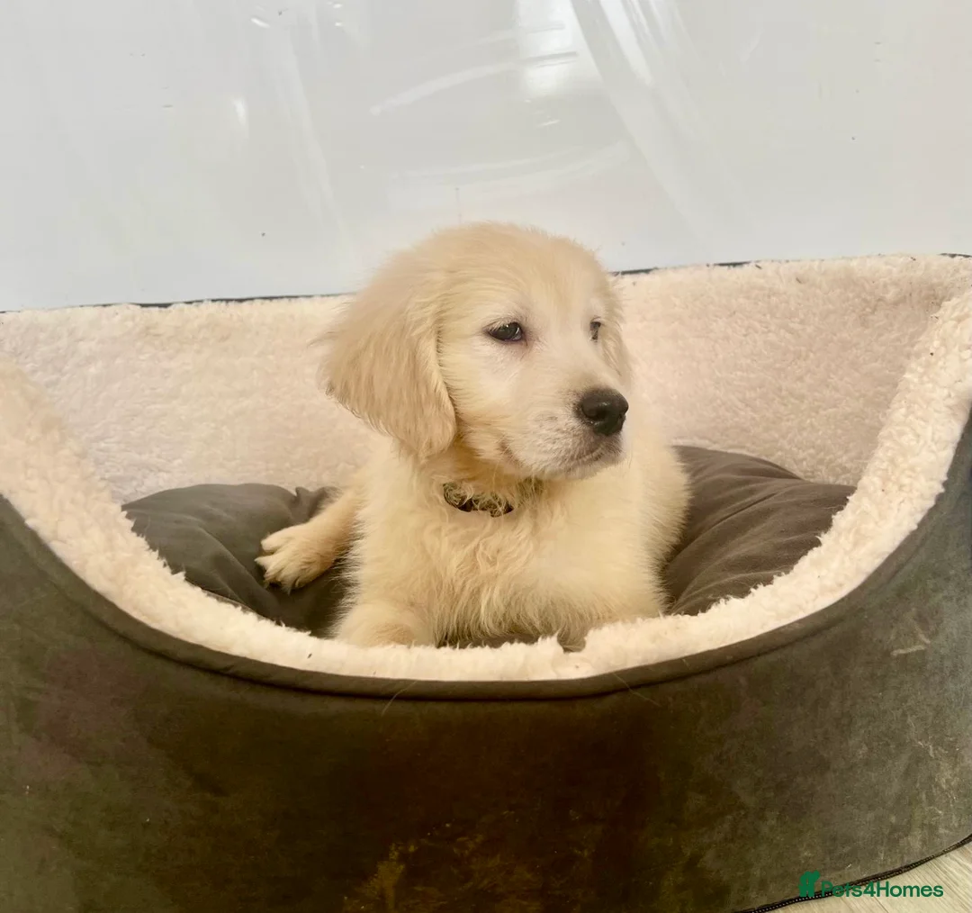Golden Retriever dogs for sale: Stunning English cream golden retriever puppies - Advert 1