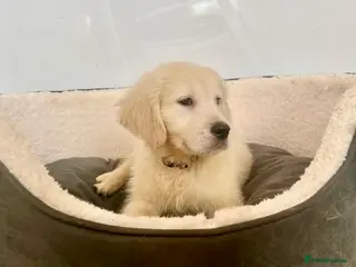 Golden Retriever dogs Stunning English cream golden retriever puppies - Advert 5