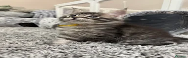 Maine Coon 2