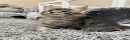 Maine Coon cats for sale: Stunning Maine coon kittens in Newcastle upon Tyne - Advert 5