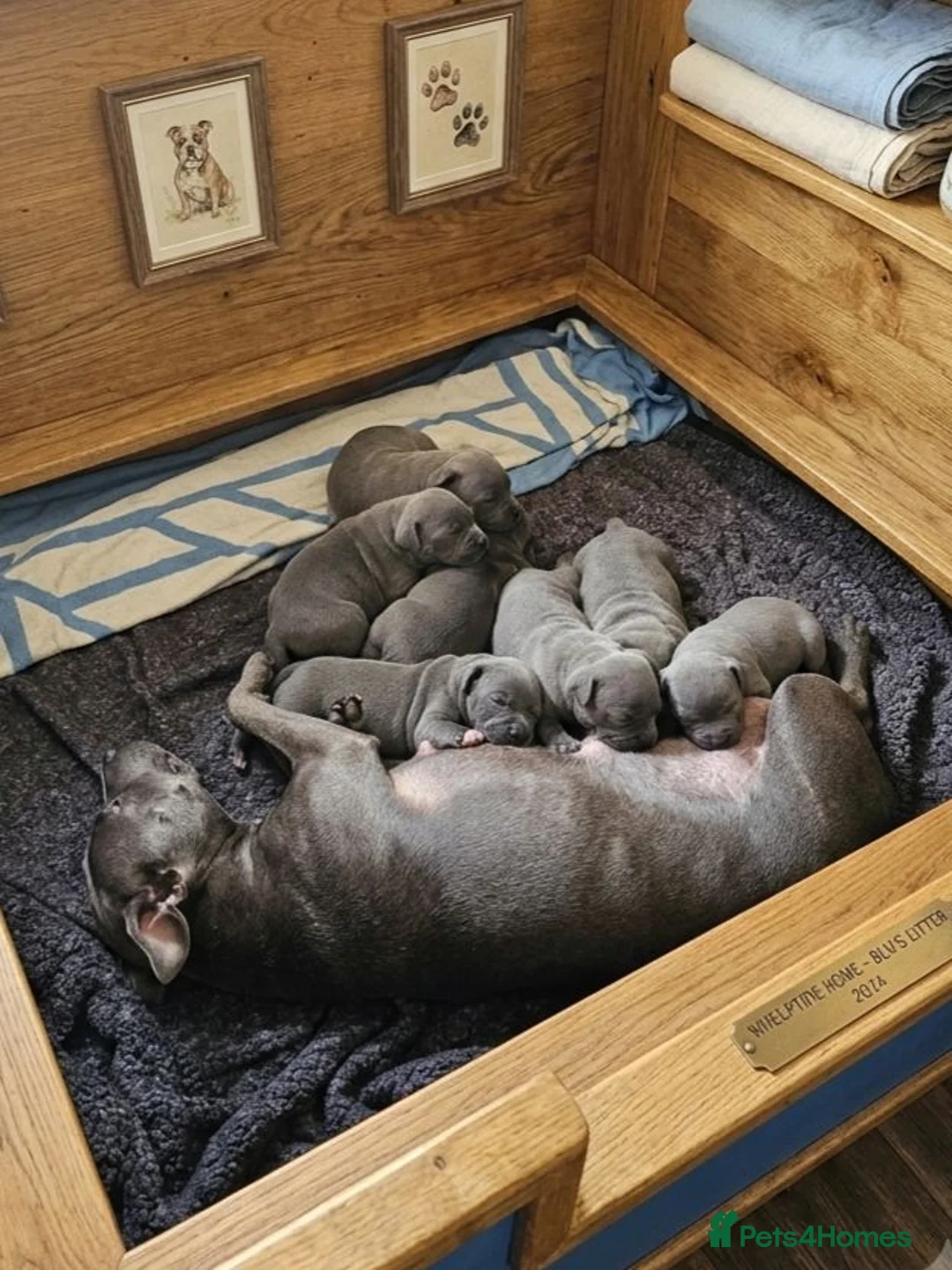 Staffordshire Bull Terrier dogs for sale: Beautiful Blue Staffordshire Bull Terrier Puppies - Advert 1