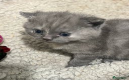 British Shorthair cats for sale: 2 Stunning British Shorthair Kittens  - Image 8