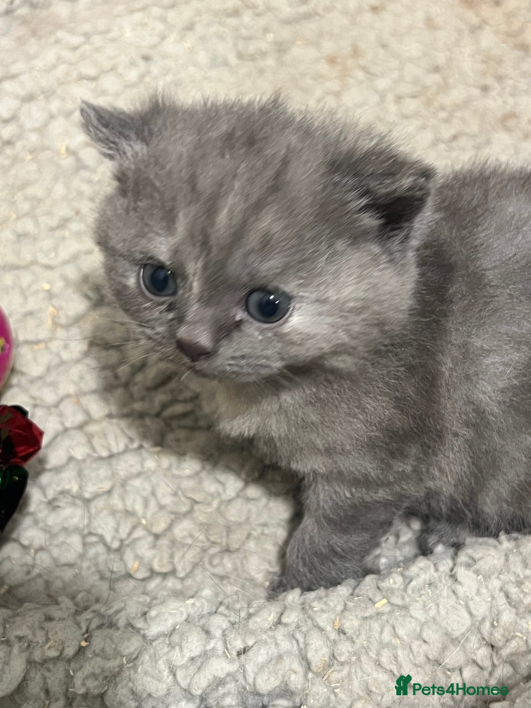 British Shorthair cats for sale: 2 Stunning British Shorthair Kittens  - Image 8