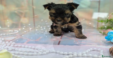 Yorkshire Terrier dogs - Advert 2