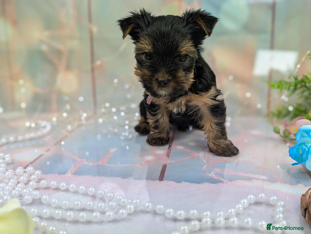 Yorkshire Terrier dogs for sale: Pedigree Yorkshire Terrier Puppies - Image 2