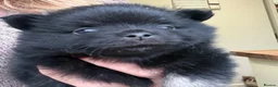 Pomchi dogs for sale: Stunning super friendly laidback little girl  - Advert 6