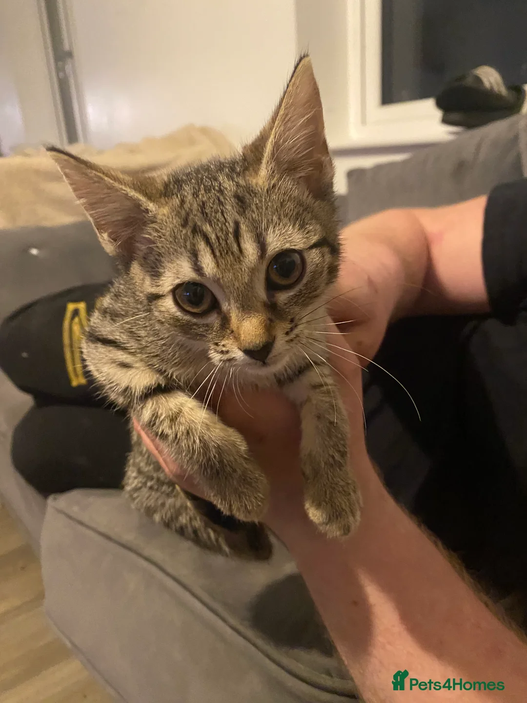 Bengal cats for sale: 3 beautiful bengle kitten  in Faversham - Advert 6