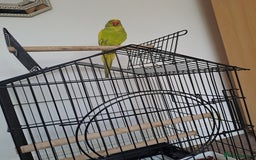 Ringnecks birds for sale: Ringneck  - Image 1