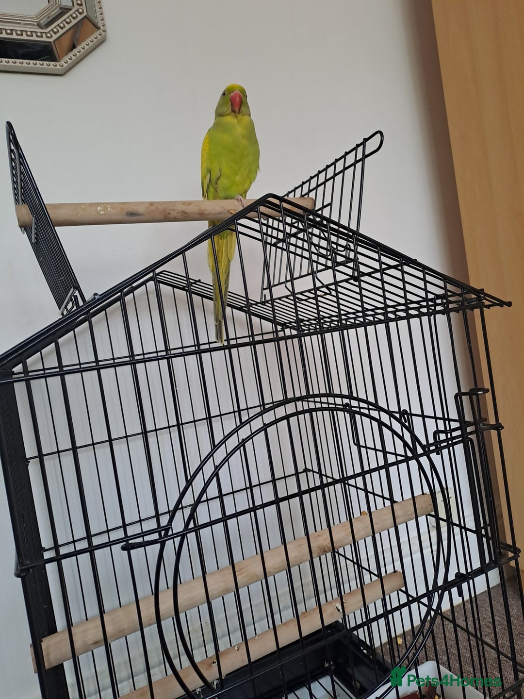 Ringnecks birds for sale: Ringneck  - Image 1