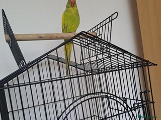 Ringnecks birds - Advert 39