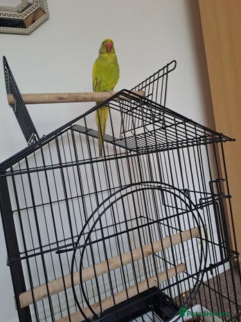 Ringnecks birds - Advert 8