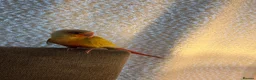 Conures birds for sale: Suncheek conure  in Hartlepool - Advert 5