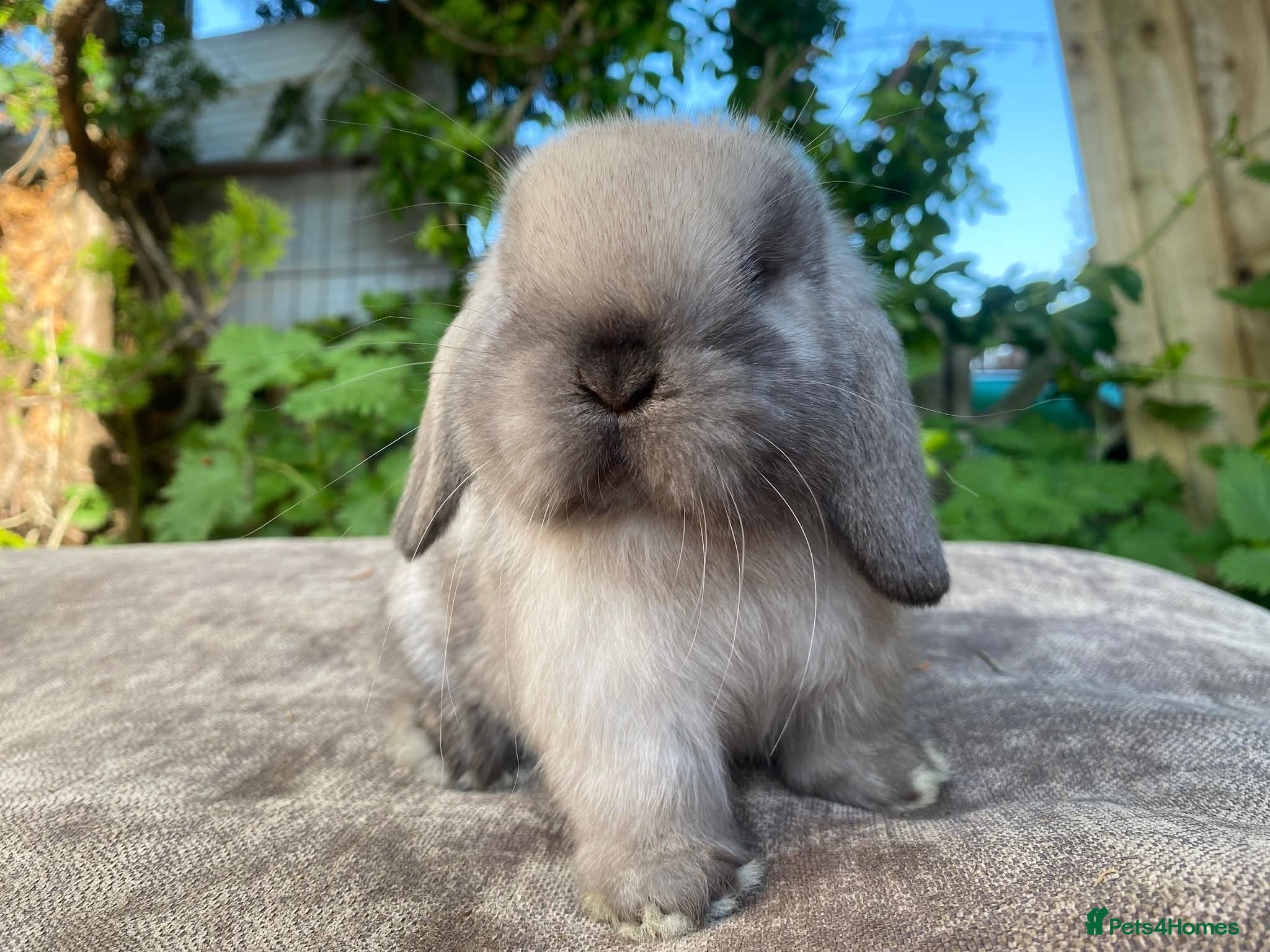 Mini Lion Lop rabbits Double main lion lops and mini lops - Advert 20