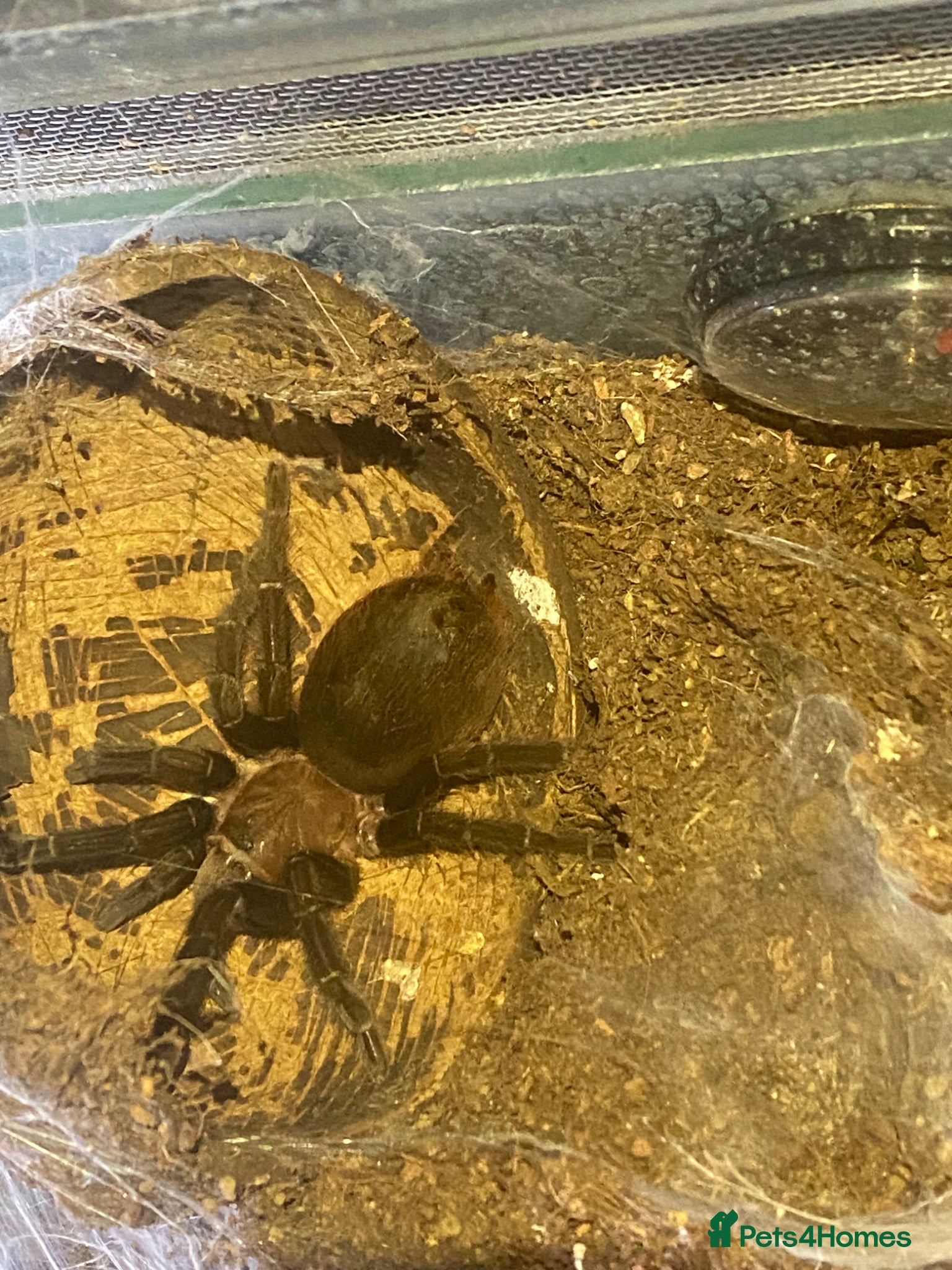 Tarantulas invertebrates for sale: Mexicon red rump  - Advert 1
