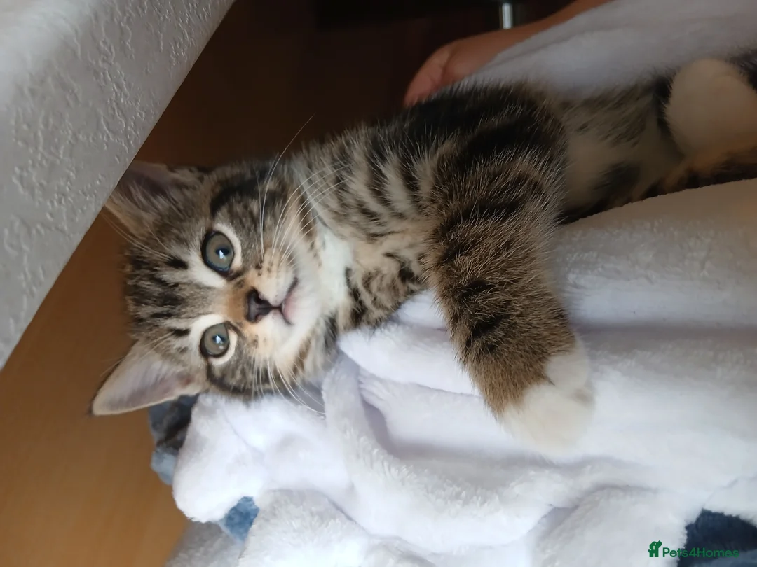 Mixed Breed cats for sale: British Blue mixed kittens - Advert 10