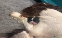 English Springer Spaniel dogs for sale: KC REG English Springer Spaniel - Image 9