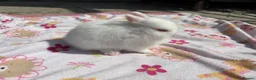 Netherland Dwarf rabbits for sale: Netherland Dwarf babies  - Advert 2