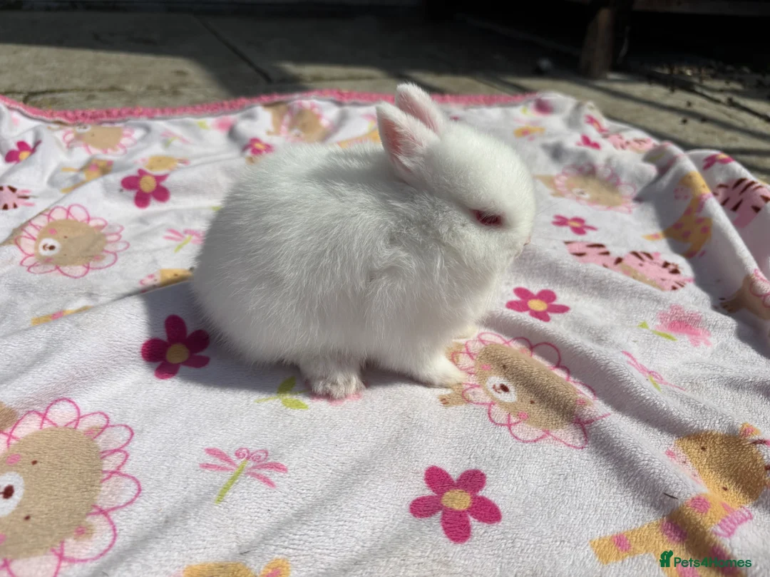 Netherland Dwarf rabbits for sale: Netherland Dwarf babies  - Advert 2