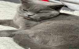 Scottish Fold cats for sale: Luna cute girl - Image 5