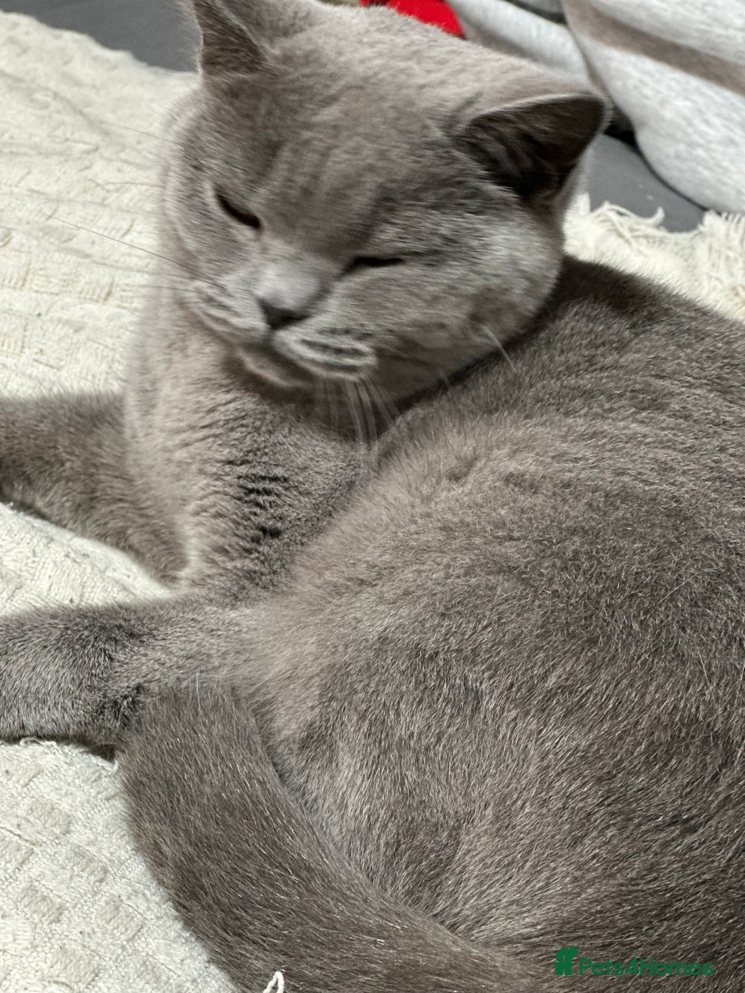 Scottish Fold cats for sale: Luna cute girl - Image 5