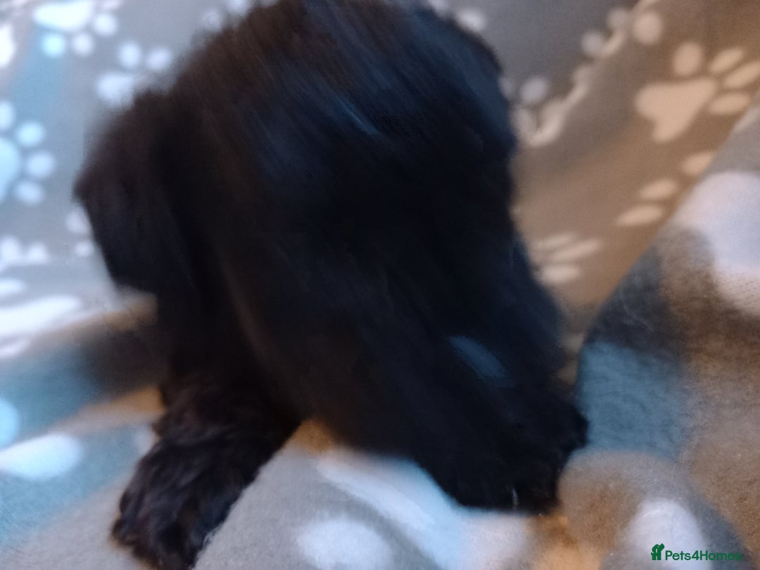 Mixed Breed dogs for sale: TOY SHNOODLES READY 21 DEC - Advert 38