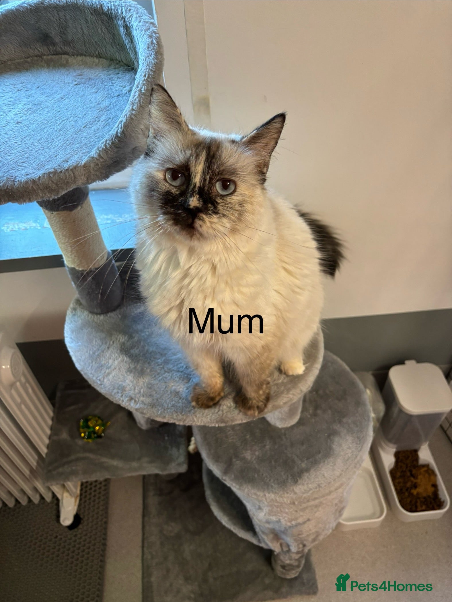 Ragdoll cats Beautiful ragdoll kitten - Advert 3