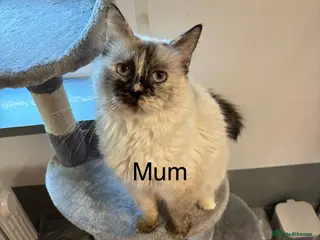 Ragdoll cats Beautiful ragdoll kitten - Advert 3