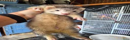 Ferret rodents for sale: Semi Angora Dark Silver Mitted - Advert 4