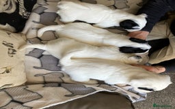 Sealyham Terrier dogs for sale: Quality KC registered Sealyham Terrier pups - Image 3