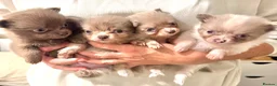 Pomeranian dogs for sale: Tiny beautiful merle Chihuahua cross Pomeranian  - Advert 7