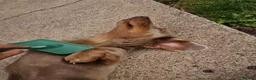 Miniature Dachshund dogs for sale: 7 miniature dachshund puppies  - Advert 11