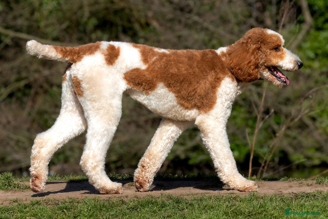 Double Doodle dogs for sale: Parti Double Doodles🐾  - Advert 11