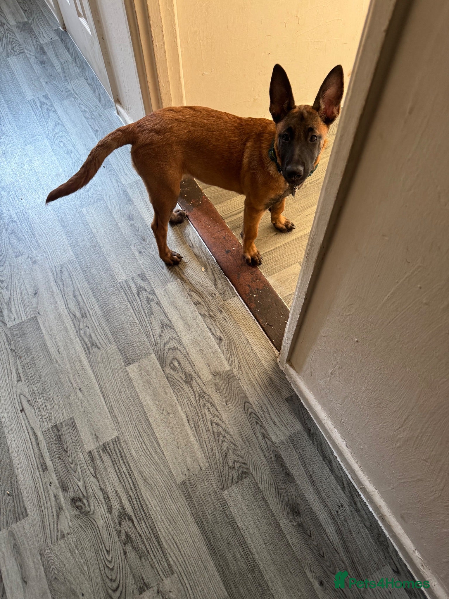 Belgian Shepherd Dog dogs 3 month old Belgium malinois puppy - Advert 5