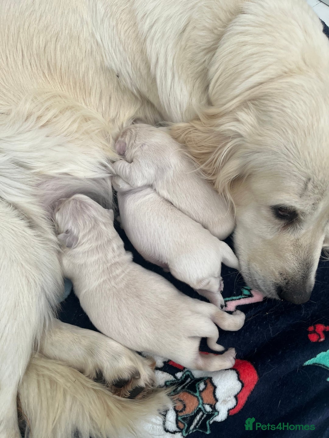 Golden Retriever dogs for sale: 3  Chunky puppies ready 17th December  - Advert 10