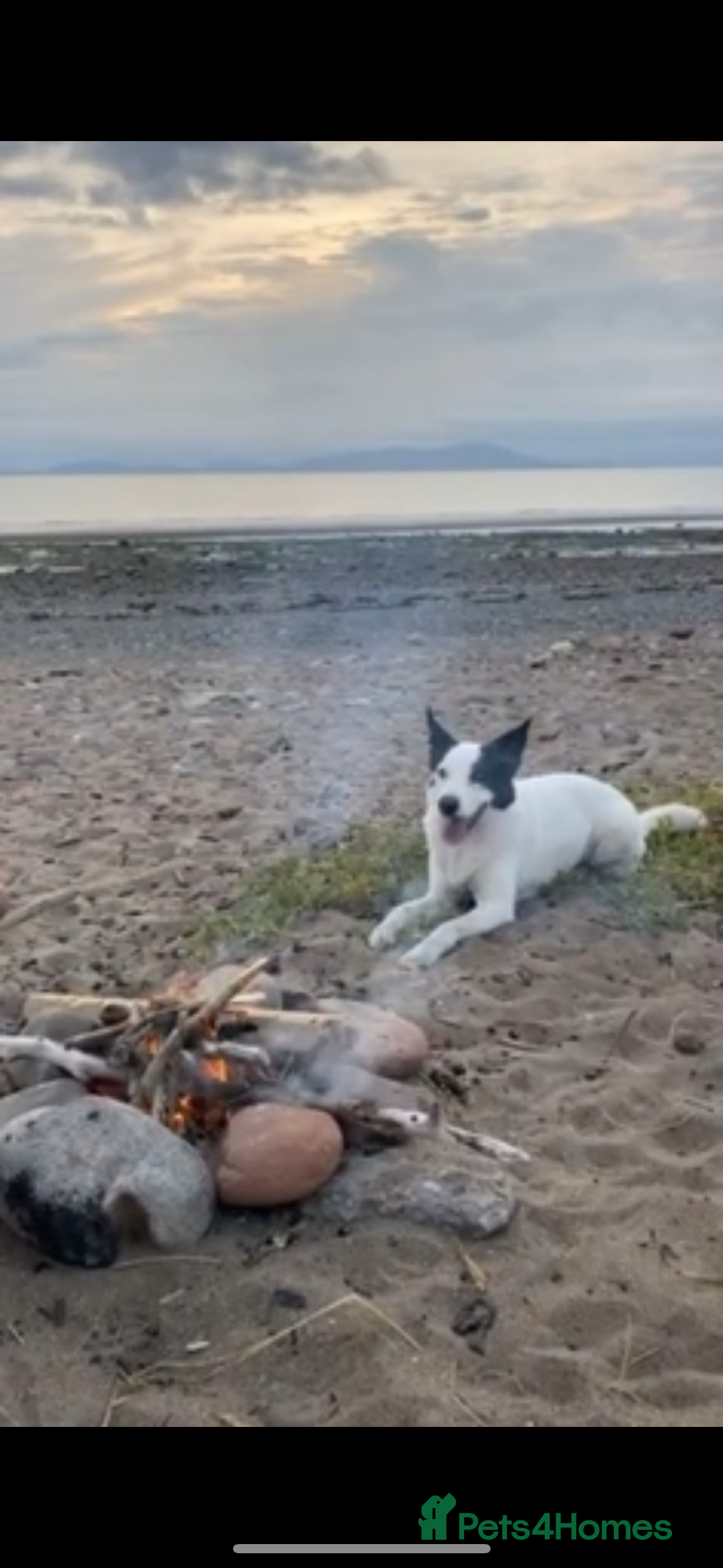 Border Collie dogs REHOME border collie (Milo)  - Advert 8